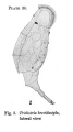 Trichotria brevidactyla - Original description image, author: Christian D. Jersabek