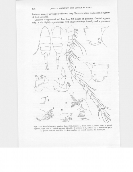 Pseudodiaptomus marinus Pseudodiaptomus marinus