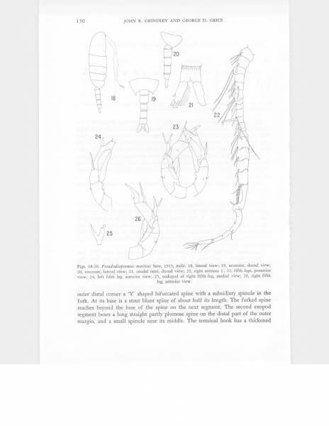 Pseudodiaptomus marinus Pseudodiaptomus marinus
