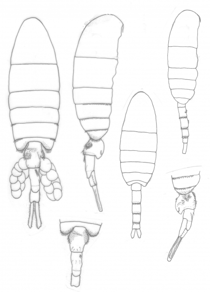 Pseudodiaptomus marshi body Pseudodiaptomus marshi body