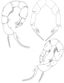 Crustacea (crustaceans)