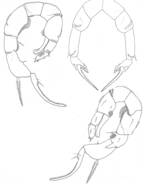 Pseudodiaptomus marshi P5 Pseudodiaptomus marshi P5