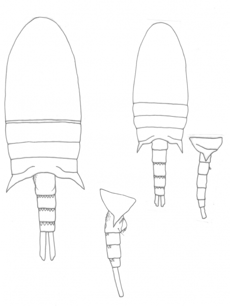 Pseudodiaptomus mertoni body Pseudodiaptomus mertoni body