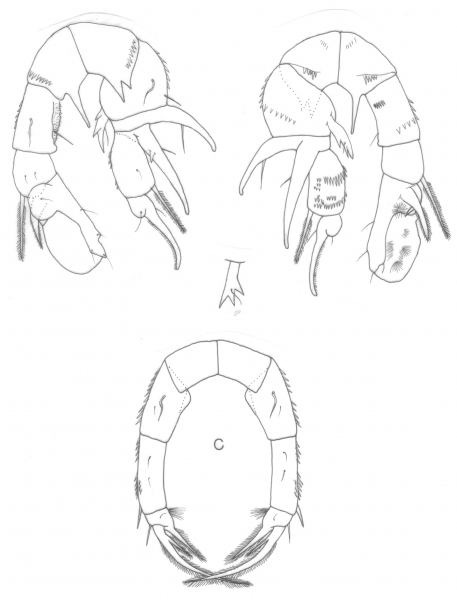 Pseudodiaptomus mertoni P5 Pseudodiaptomus mertoni P5