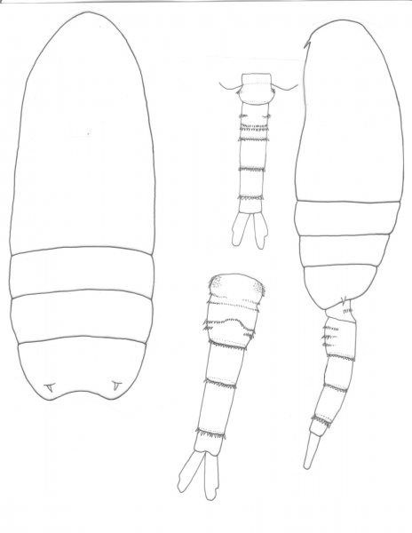 Pseudodiaptomus mixtus body Pseudodiaptomus mixtus body