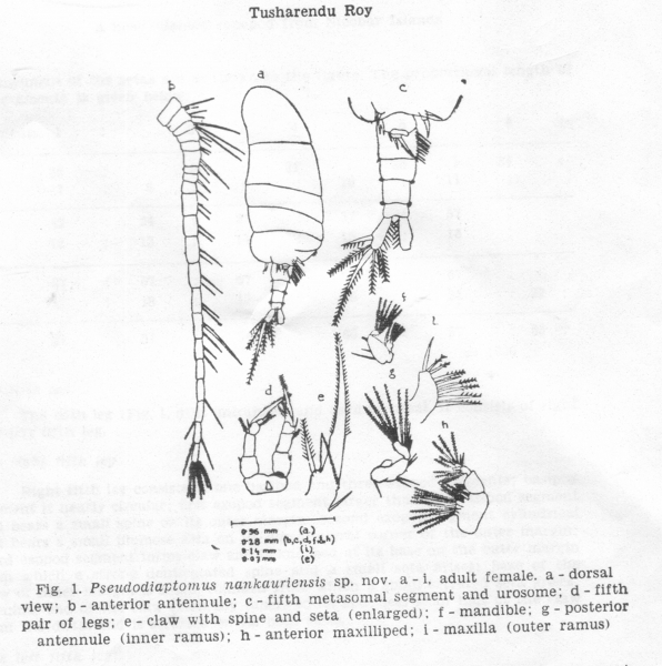Pseudodiaptomus nankauriensis Pseudodiaptomus nankauriensis
