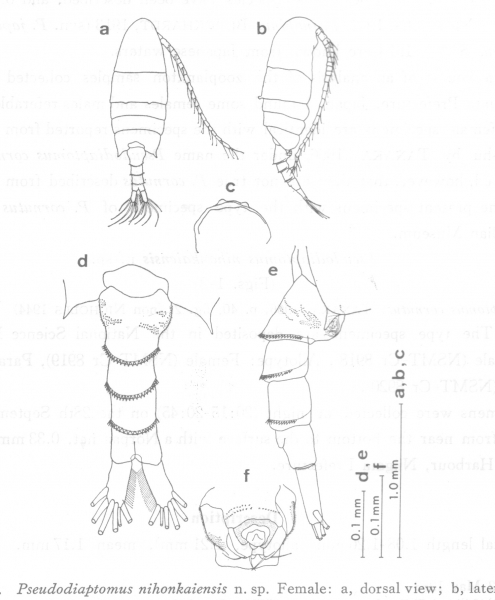 Pseudodiaptomus nihonkaiensis female Pseudodiaptomus nihonkaiensis female