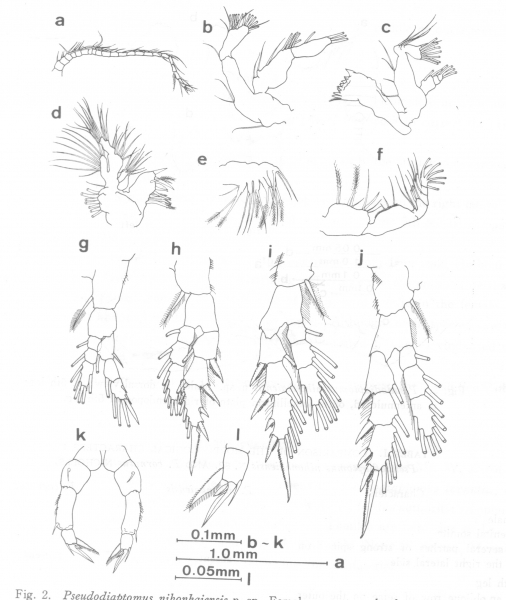 Pseudodiaptomus nihonkaiensis female Pseudodiaptomus nihonkaiensis female