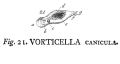 Vorticella canicula