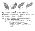 Vorticella catulus