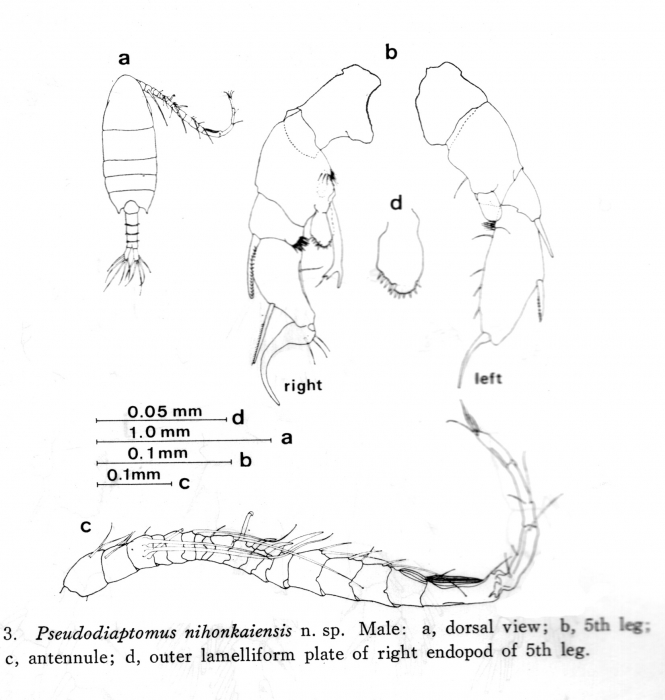 Pseudodiaptomus nihonkaiensis male