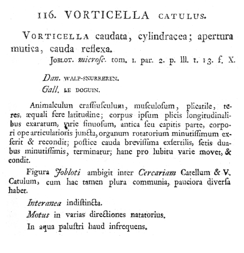 Vorticella catulus Vorticella catulus