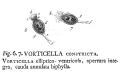 Vorticella constricta