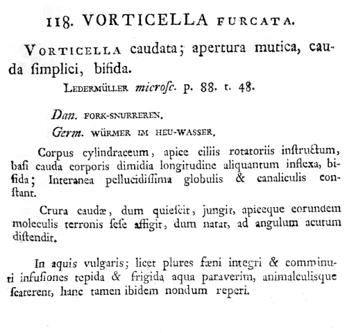 Vorticella furcata Vorticella furcata