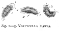 Vorticella larva