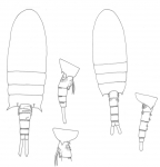 Pseudodiaptomus occidentalus body