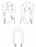 Pseudodiaptomus occidentalus P5