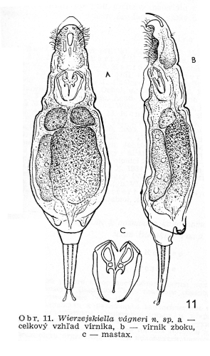 Wierzejskiella vagneri Wierzejskiella vagneri
