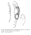 Wierzejskiella velox