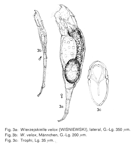 Wierzejskiella velox Wierzejskiella velox