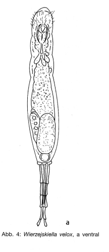 Wierzejskiella velox Wierzejskiella velox
