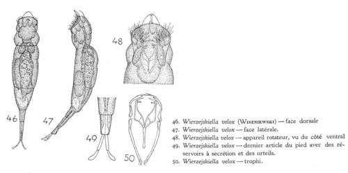 Wierzejskiella velox Wierzejskiella velox