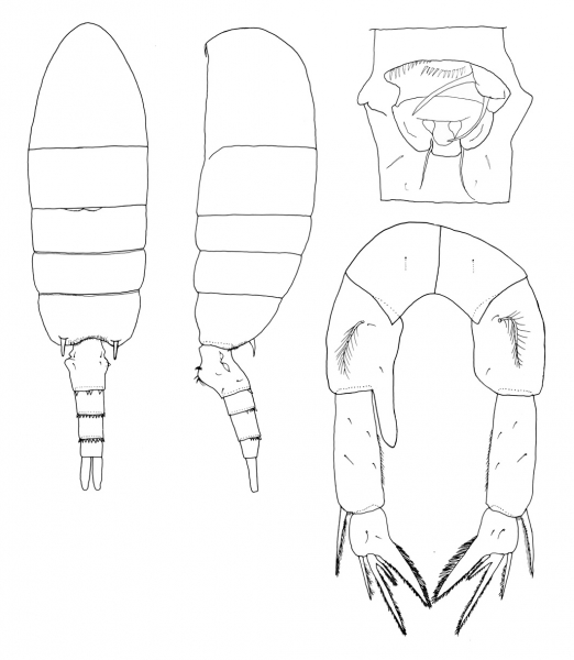 Pseudodiaptomus ornatus female Pseudodiaptomus ornatus female