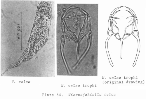Wierzejskiella velox Wierzejskiella velox