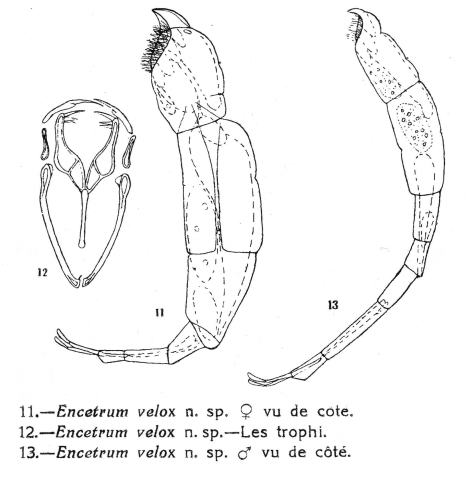 Wierzejskiella velox Wierzejskiella velox