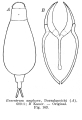 Wigrella amphora