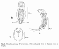 Wigrella depressa