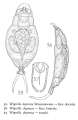 Wigrella depressa