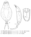 Wigrella depressa