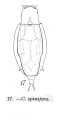 Wolga spinifera