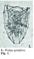 Wolga spinifera