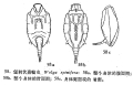 Wolga spinifera