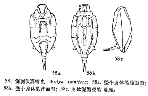 Wolga spinifera Wolga spinifera