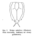 Wolga spinifera