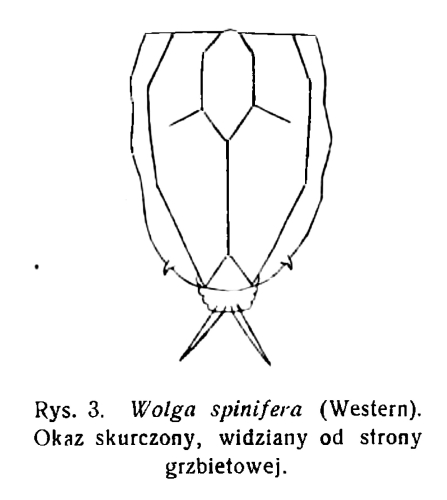 Wolga spinifera Wolga spinifera