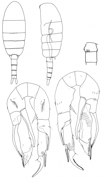 Pseudodiaptomus ornatus male Pseudodiaptomus ornatus male