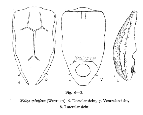 Wolga spinifera Wolga spinifera