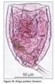 Wolga spinifera