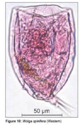Wolga spinifera Wolga spinifera
