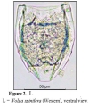 Wolga spinifera