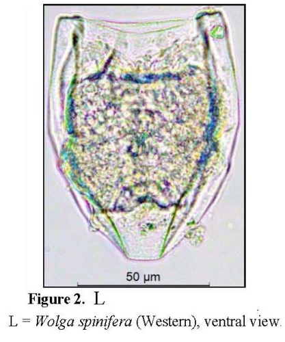 Wolga spinifera Wolga spinifera