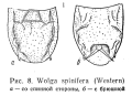 Wolga spinifera