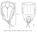 Wolga spinifera