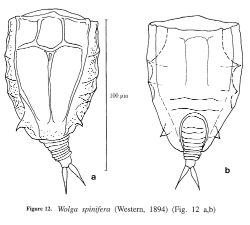 Wolga spinifera Wolga spinifera