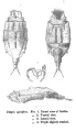 Wolga spinifera