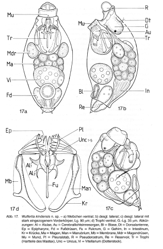 Wulfertia kindensis Wulfertia kindensis